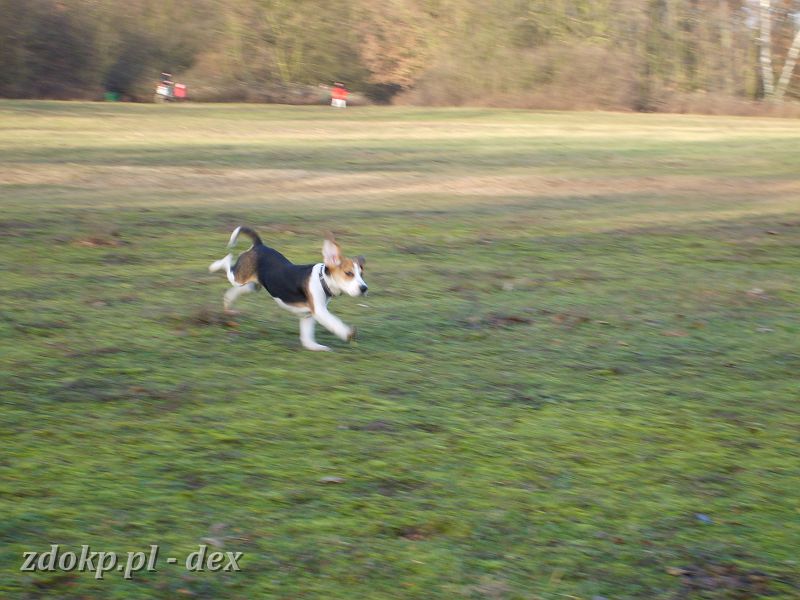 2006-12-16.07_1_spacer-dex-rusalka.JPG - 2006-12-16 (sobota)  kolejny spacerek z Beagle’mi nad Rusałką