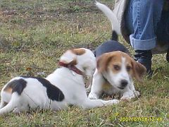 2007-01-06.11_rusalka_beagle
