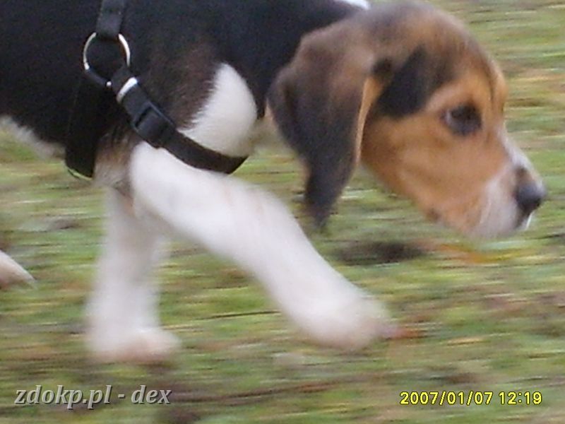 2007-01-07.04_rusalka_beagle.JPG - Diggi z bliska