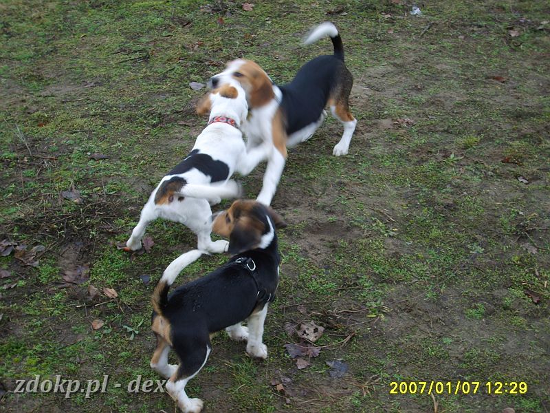 2007-01-07.09_rusalka_beagle.JPG - ... i Dex ...