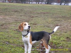 2007-01-07.06_rusalka_beagle