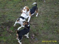 2007-01-07.09_rusalka_beagle