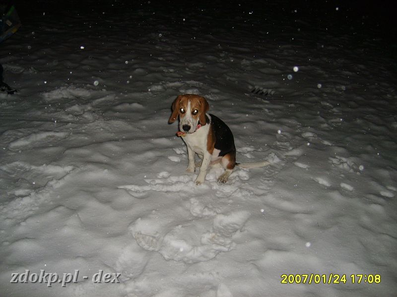 2007-01-24.04_dex_i_zima.JPG - Arena, pierwsze spotkanie Dexika ze śniegiem.