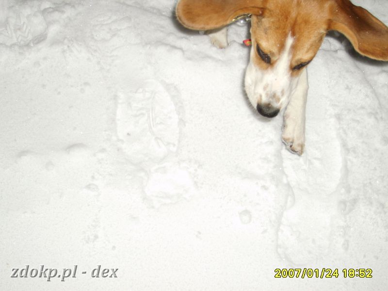 2007-01-24.08_dex_i_zima.JPG - Arena, pierwsze spotkanie Dexika ze śniegiem.