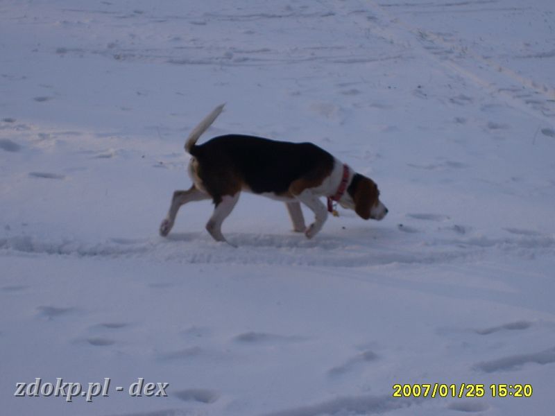 2007-01-25.01_dex_na_cytadeli.JPG - Dexik z Pańcią na spacerze na Cytadeli w towarzystwie Bustera.