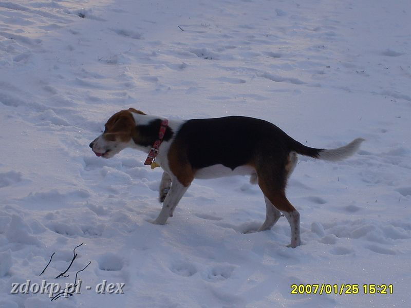 2007-01-25.02_dex_na_cytadeli.JPG - Dexik z Pańcią na spacerze na Cytadeli w towarzystwie Bustera.