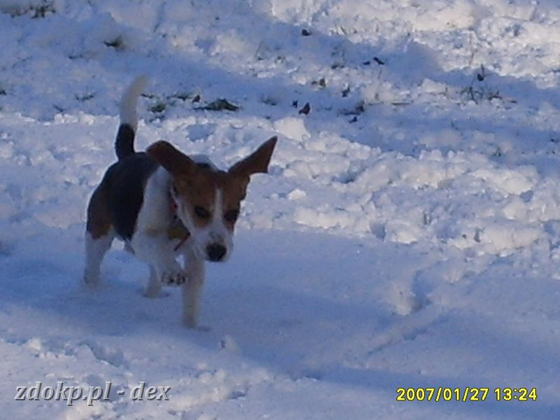 2007-01-27.04_dex_rusalka.JPG - ... Dexik na śniegu ...