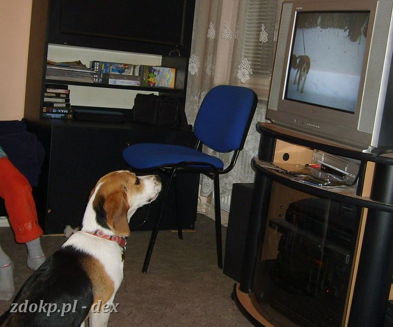 2007-02-24.05.1_dom_TV.JPG - Dex aktywnie uczestniczył zarówno podczas montażu, jak i sprawdzania filmików z  Beaglami w roli głównej.