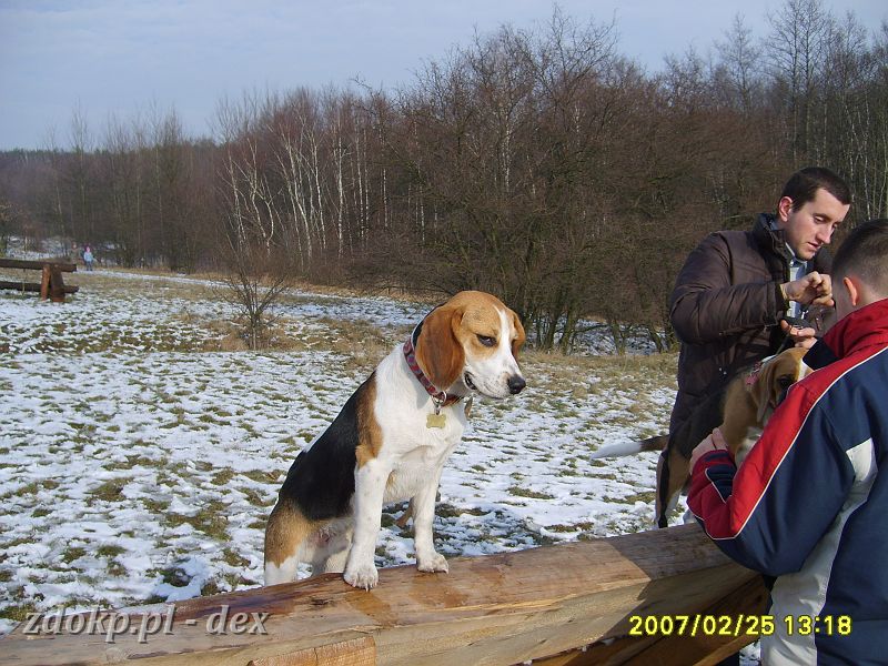 2007-02-25.06_dex_rusalka.JPG - ćwiczenia Beagli na łąkach niedaleko hipodromu Wola