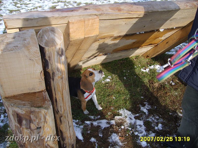 2007-02-25.07_dex_rusalka.JPG - ćwiczenia Beagli na łąkach niedaleko hipodromu Wola