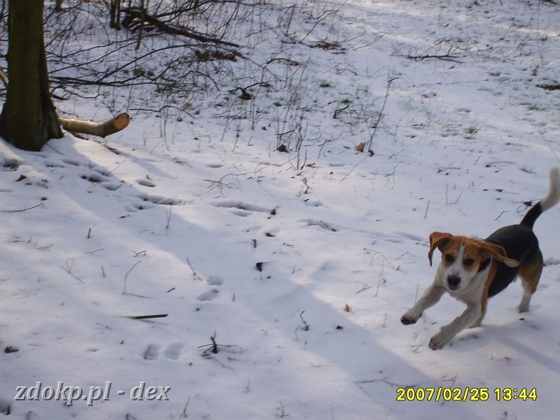 2007-02-25.26_dex_rusalka.JPG - i znowu Dexik
