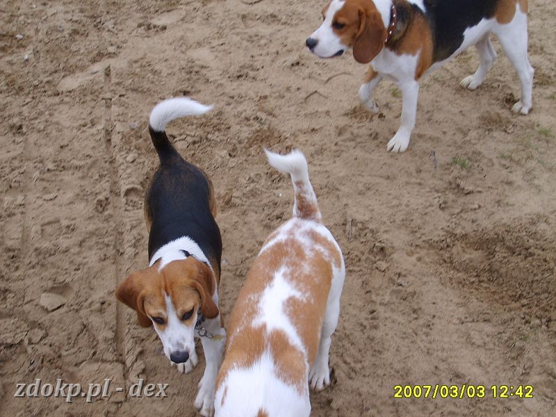 2007-03-03.1_beagle.JPG - Dexik na torze przeszkód na Woli