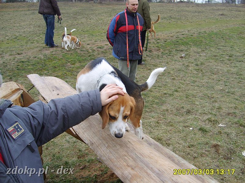 2007-03-03.2_beagle.JPG - Dexik na torze przeszkód na Woli