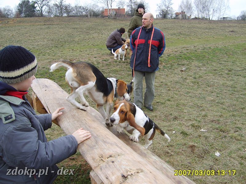2007-03-03.3_beagle.JPG - Dexik na torze przeszkód na Woli