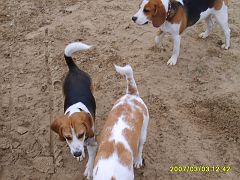 2007-03-03.1_beagle
