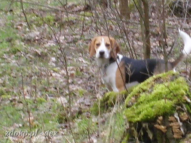 2007-03-11.10_beagle.JPG - ... Dexik ...