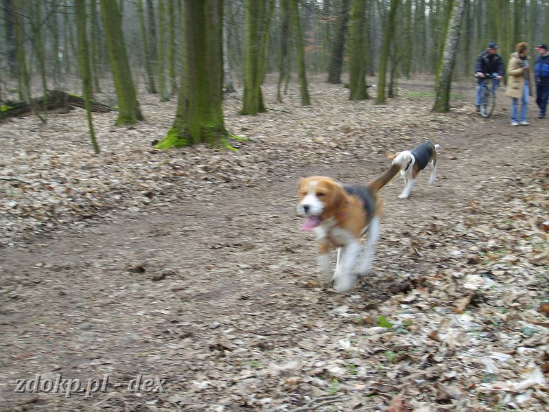 2007-03-11.12_beagle.JPG - ... w trasie (duża pętla) ...