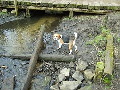 2007-03-11.02_beagle