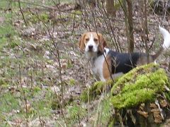 2007-03-11.10_beagle